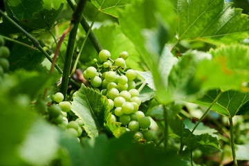 W ogrodzie © Dariusz