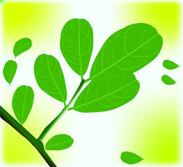Fototapeta na wymiar green leaves moringa background on white