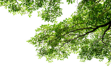 Branch and leaf on white background