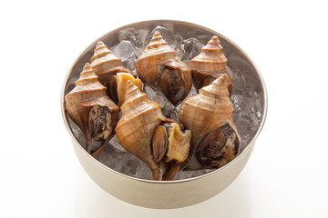 蝦夷ボラ貝、つぶ