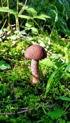 A beautiful Leccinum mushroom with a strong brown cap and a white stem with black dots in sunlight on forest green moss.