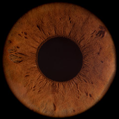 brown iris