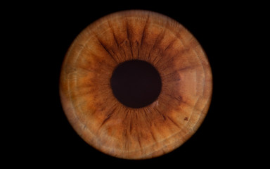 brown iris 