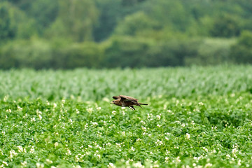 One common buzzard, buteo buteo, on spring field, one buzzard with spread wings taking, place for text