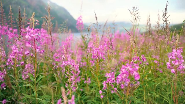 Wild flowers plants in lofoten island of norway, nature. Slow motion 