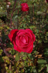 Red Flower of Rose 'Christian Dior' in Full Bloom
