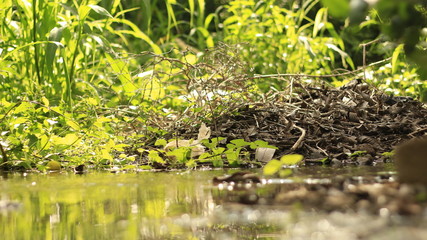 Village Nature