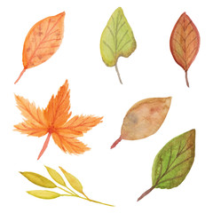 Collection of autumn watercolor leaf
