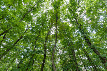 Fototapeta premium 夏の信州で楓の木を見る