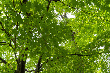 Fototapeta na wymiar 夏の信州で楓の木を見る