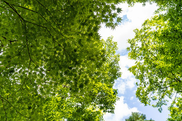 夏の信州で楓の木を見る