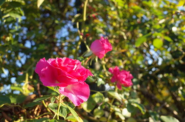 Pink Flower of Rose 'CI. Roseurara' in Full Bloom
