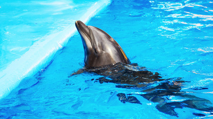 Glad beautiful dolphin smiling in a blue swimming pool water on a clear sunny day