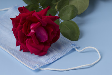 red rose and Medical blue protective mask on blue background . coronavirus, covid-19 concept