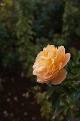 Light Yellow Flower of Rose 'Cinnamon Chai' in Full Bloom
