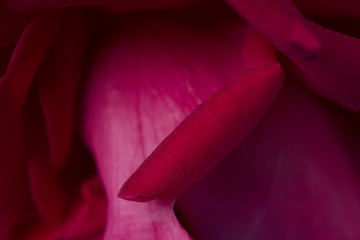 Red Rose Petal Macro. Flower background