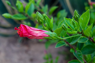 Hibiscum flowers in the gardens of Sancti Petri, Cadiz, Spain