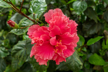 Hibiscum flowers in the gardens of Sancti Petri, Cadiz, Spain