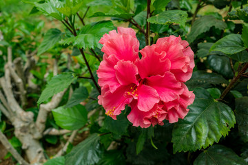 Hibiscum flowers in the gardens of Sancti Petri, Cadiz, Spain