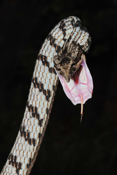 Brown vine snake- Ahaetulla pulverulenta (Dum&eacute;ril, Bibron & Dum&eacute;ril, 1854)