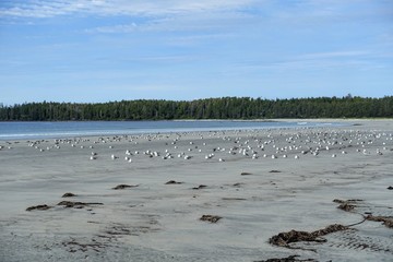 A large flock of seagulls or Larus canus, sitting on the beach at low tide overlooking the ocean, in Cape Scott Provincial Park, Vancouver island, Canada