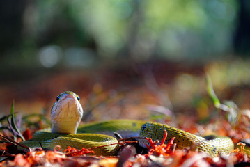 The green keelback- Macropisthodon plumbicolor (Cantor, 1839)