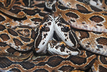 Russell’s viper babies - Daboia russelii (Shaw & Nodder, 1797)