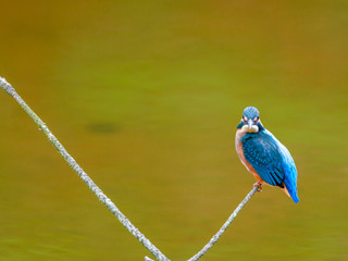 湿原のカワセミ（横）7