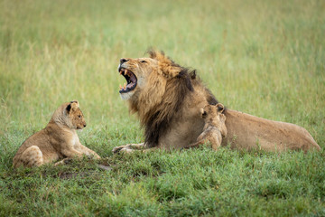 Male lion father with his mouth open and his two cubs playing in green grass in Serengeti in Tanzania - Powered by Adobe