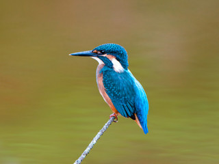 湿原のカワセミ（横）2