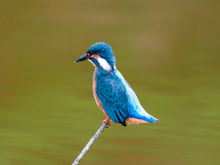 湿原のカワセミ（横）3