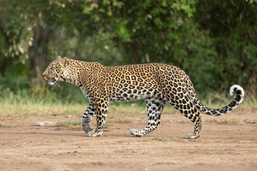 Fototapeta na wymiar Horizontal full body view of an adult leopard walking in Masai Mara in Kenya