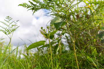 高原の山菜植物