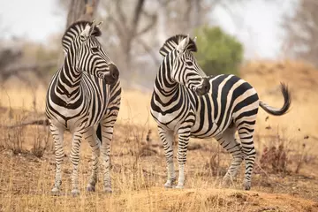 Foto op Aluminium Twee zebra& 39 s die naar één kant kijken in de droge winterstruik in het Krugerpark, Zuid-Afrika © stuporter