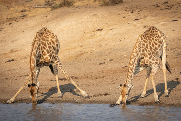 Two thirsty female giraffe standing at the edge of river drinking water in Kruger Park South Africa