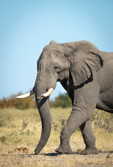 Fototapeta na wymiar Vertical portrait of a walking elephant in the plains of Savuti in Botswana