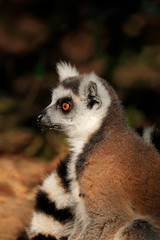 Fototapeta premium Portret lemura katta (Lemur catta) w naturalnym środowisku na Madagaskarze.