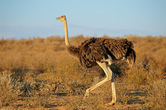 Female Ostrich (Struthio camelus) in natural habitat, Kalahari desert, South Africa.