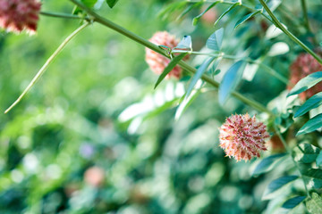 Glycyrrhiza echinata. Fruits (beans) in closely packed globular heads, covered with thorns in the upper part. Copy space. Selective focus, blurred background.