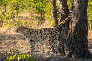 Adult cheetah standing by a big tree marking territory with its urine in Savuti in Botswana