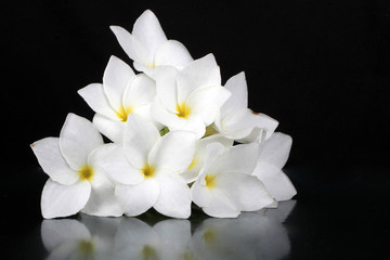 Beautiful white plumeria (frangipani) flower on glass base and black background