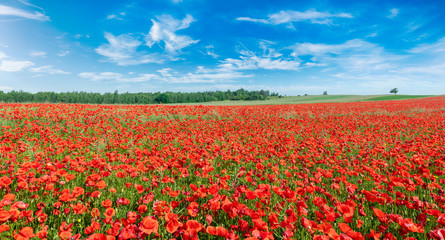 Beautiful summer day over poppy field