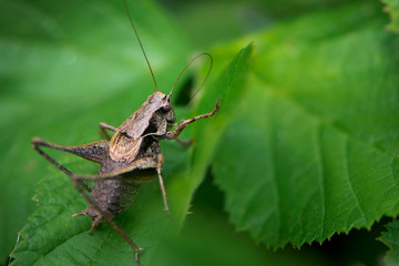 
background large grasshopper on green leaves close-up