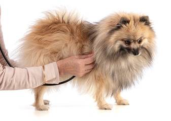 Obraz premium Brown Pomeranian Sheepdog gets checked on a white background
