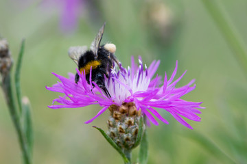
bumblebee collects nectar from pink wildflower in green grass close-up