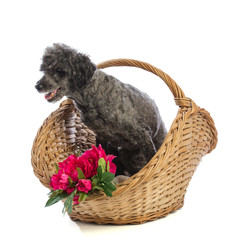 Old grey poodle in basket on a white background
