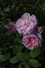Faint Pink Flower of Rose 'Cottage Rose' in Full Bloom
