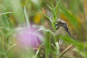 
dragonfly on green grass close-up background