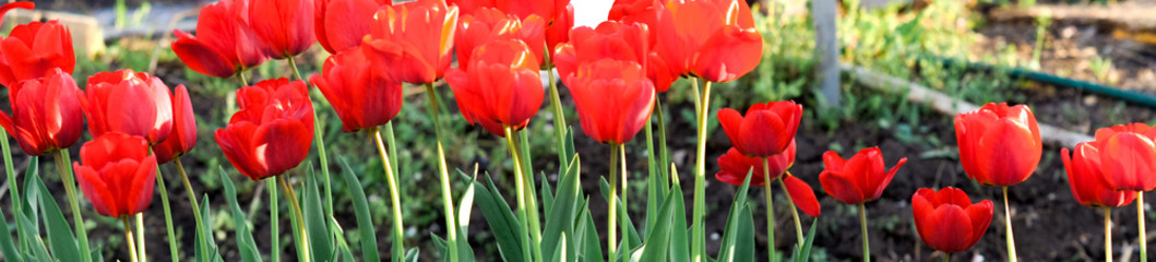 Group of colorful tulip. colorful background