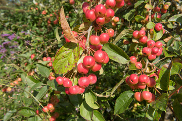 Bright Red Glossy Autumn Fruit on a Crab Apple Tree (Malus x robusta 'Red Sentinel') Growing in a Garden in Rural Devon, England, UK